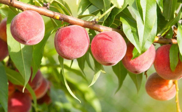 水蜜桃營養價值