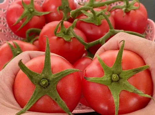 番茄種類比較
