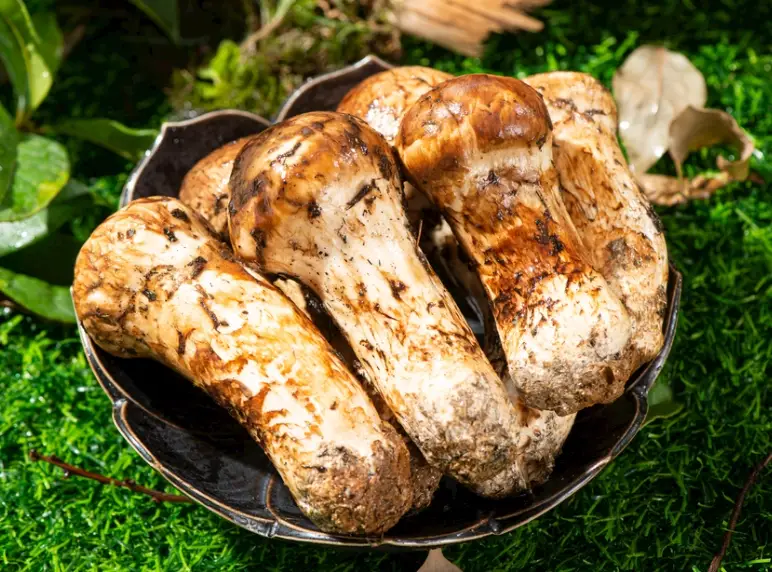 乾松茸菇終極指南：挑選、泡發、料理秘訣一次掌握