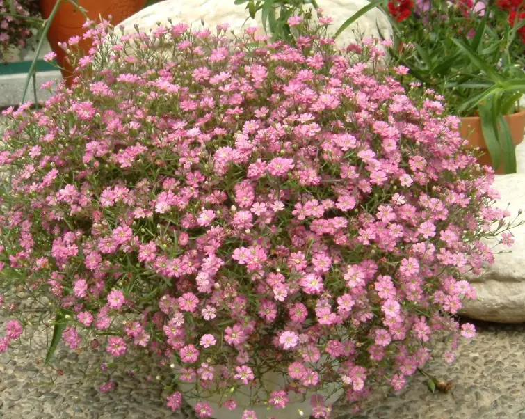 滿天星花語愛情