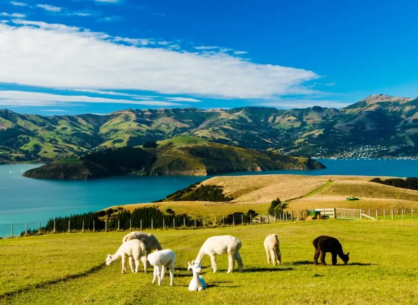 紐西蘭自由行預算