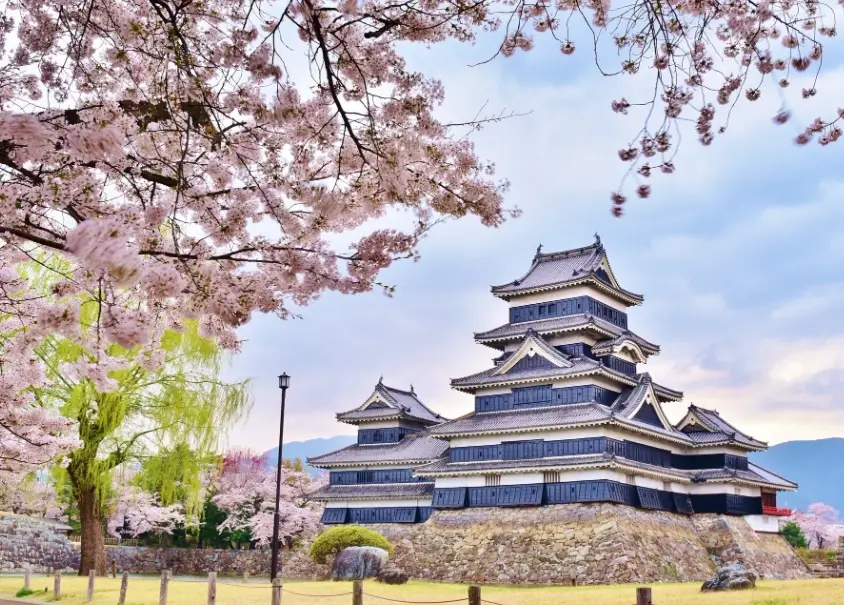 長野賞櫻 長野賞櫻