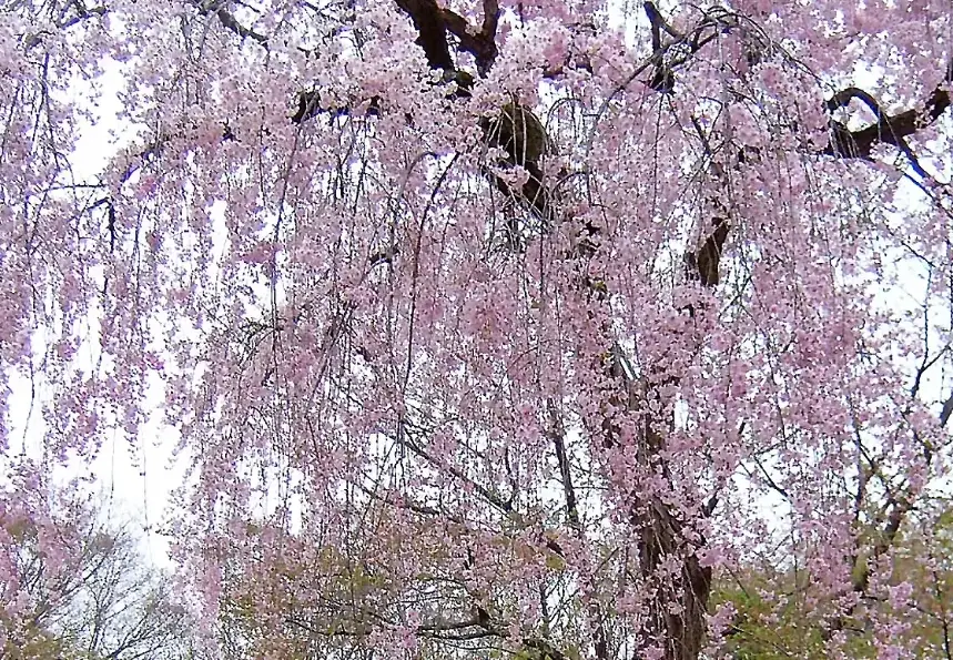 長野賞櫻 長野賞櫻
