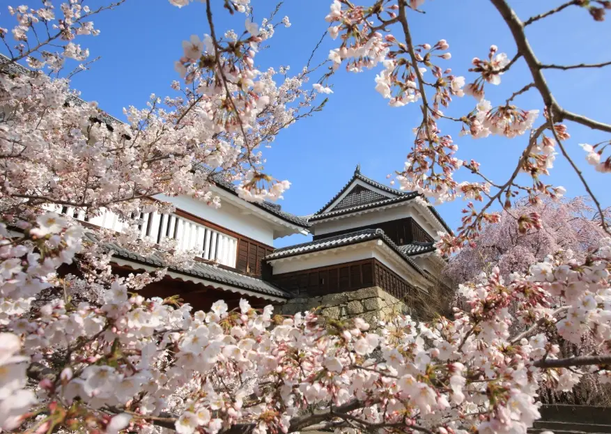 長野櫻花季節 長野櫻花季節