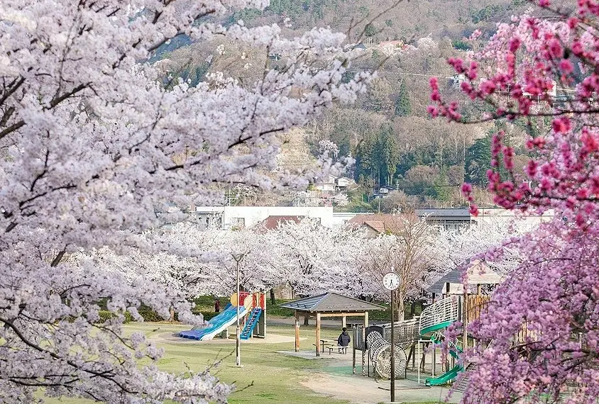 長野櫻花名所 長野櫻花名所