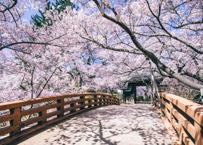 長野櫻花名所 長野櫻花名所