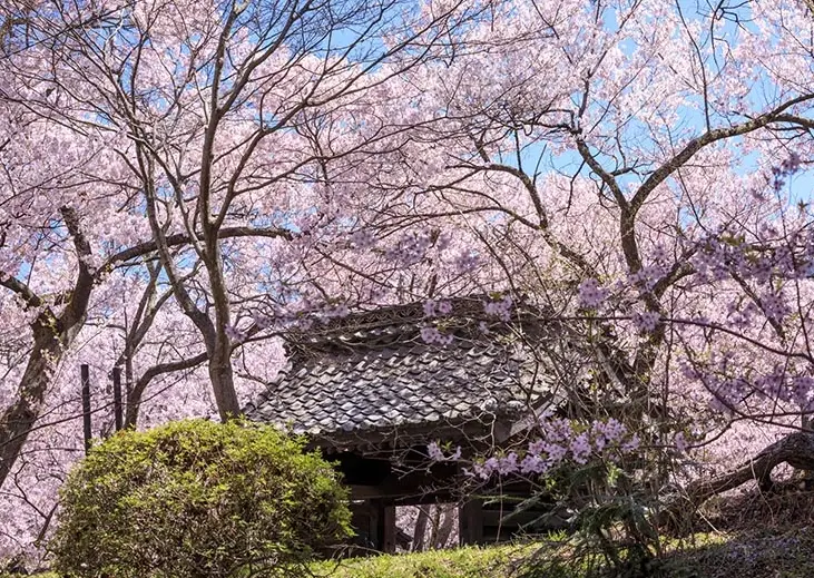 長野櫻花季節 長野櫻花季節