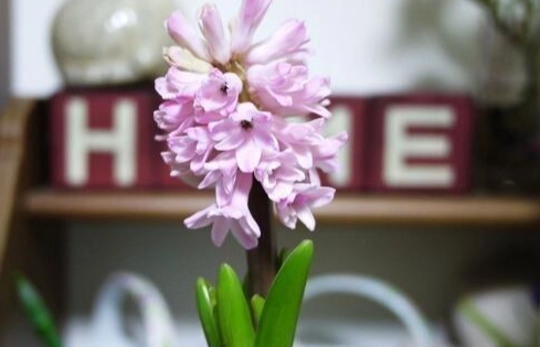 風信子送禮意義