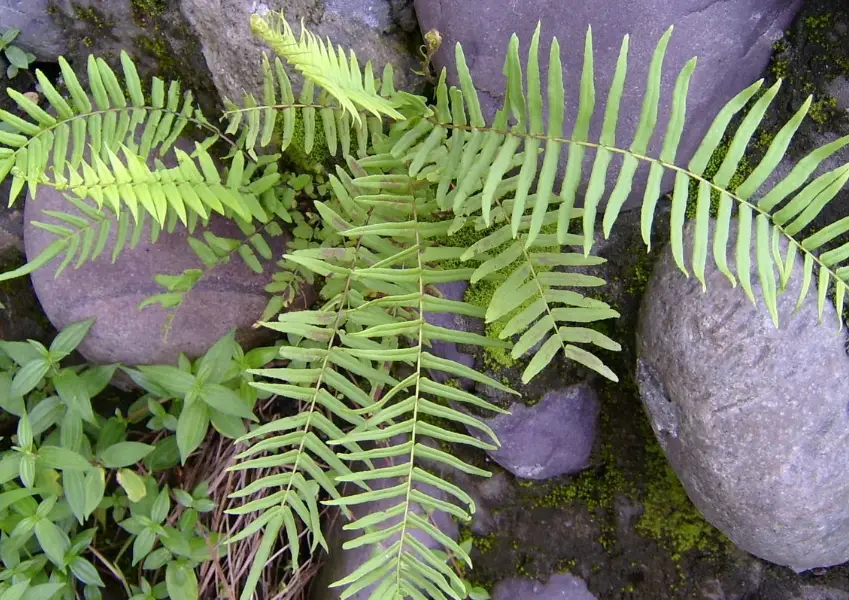 蜈蚣草中藥行探秘：功效解析、選購指南與親身走訪體驗