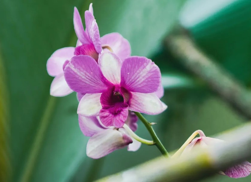 蘭花修剪步驟 蘭花修剪步驟