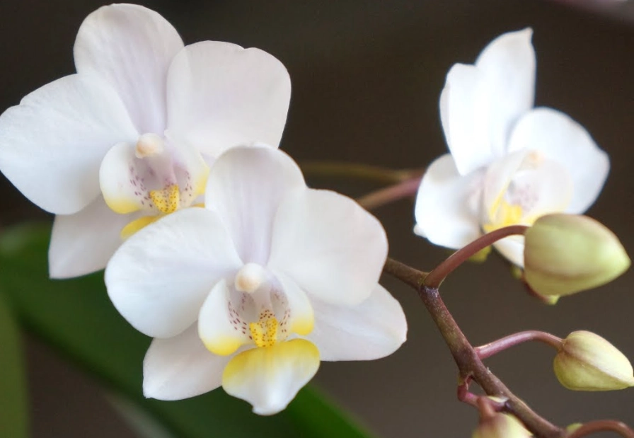 蘭花復花方法 蘭花復花方法