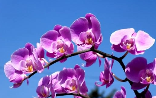 蘭花復花方法 蘭花復花方法