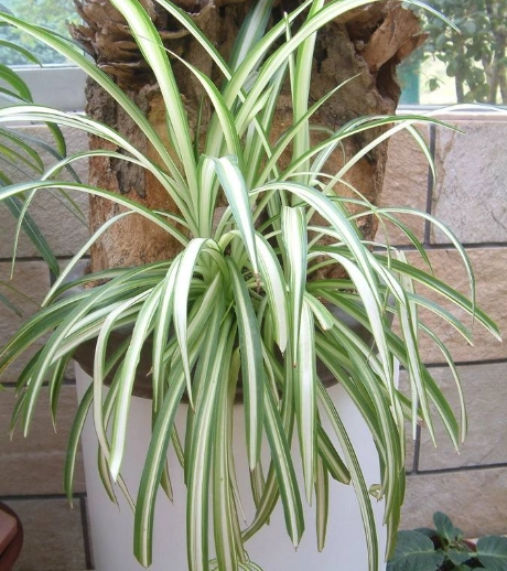 吊蘭分株 吊蘭分株