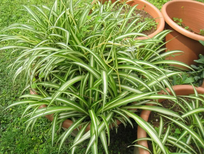 吊蘭水培 吊蘭水培