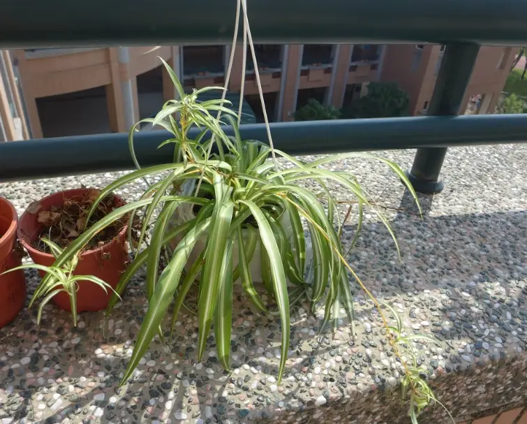 吊蘭繁殖方法 吊蘭繁殖方法