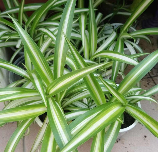 室內植物 淨化空氣