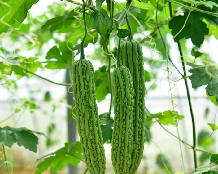 苦瓜怎麼吃 苦瓜怎麼吃