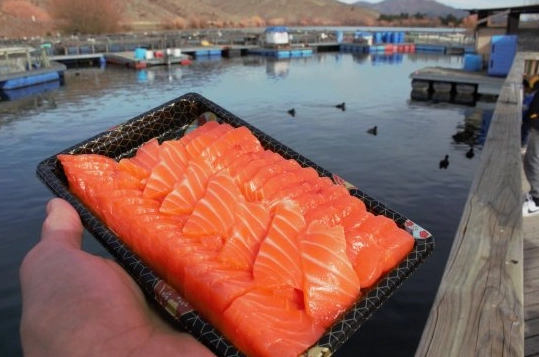紐西蘭南島自由行 紐西蘭南島自由行