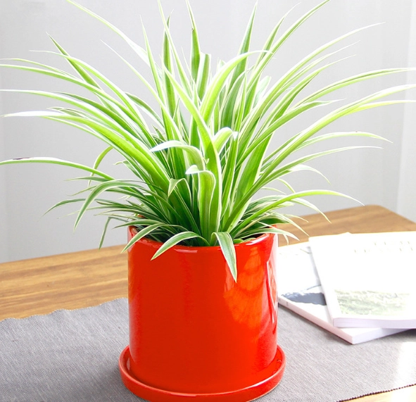 吊蘭水培 吊蘭水培