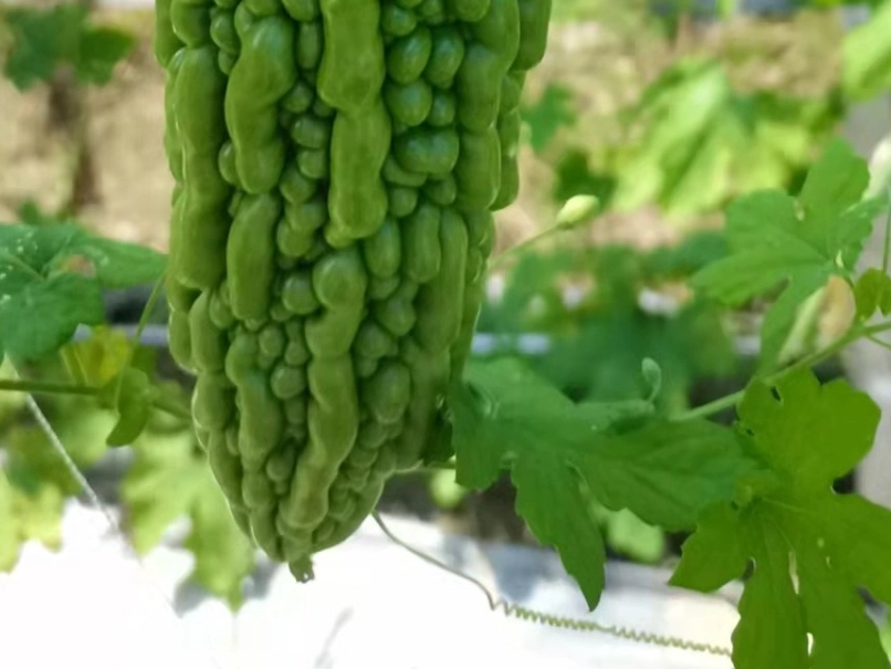 苦瓜禁忌 苦瓜禁忌