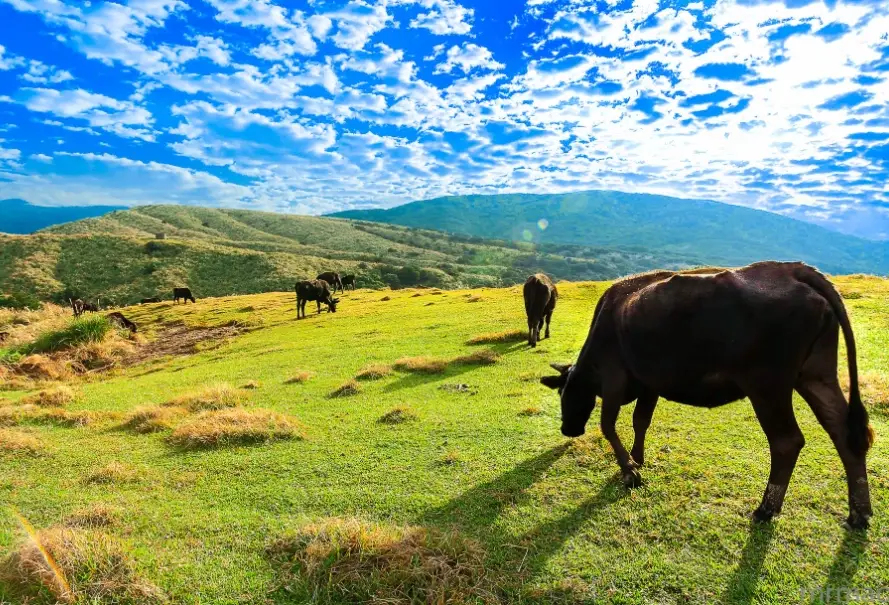 台北近郊自駕 台北近郊自駕