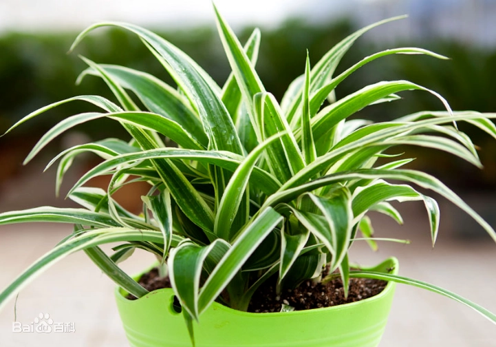 吊蘭繁殖全攻略：從分株、水培到走莖，一次學會三種最有效方法