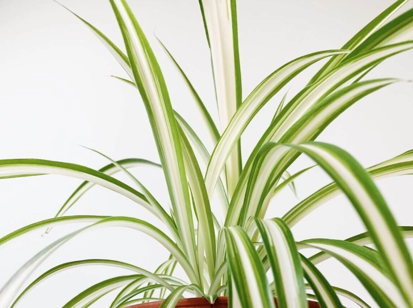 吊蘭分株 吊蘭分株