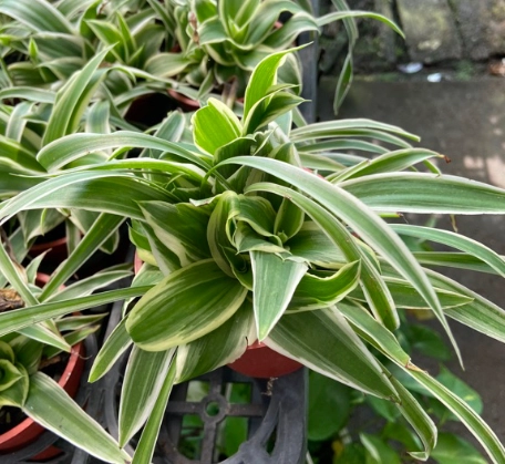 室內植物 淨化空氣