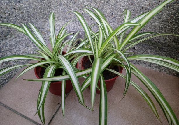 金邊吊蘭照顧指南：室內淨化空氣的首選懶人植物