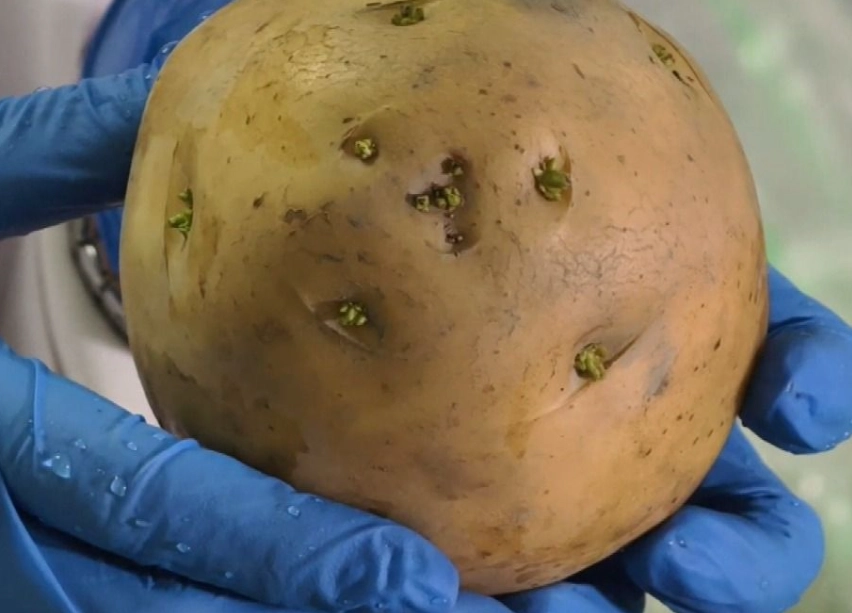 馬鈴薯發芽可以吃嗎 馬鈴薯發芽可以吃嗎