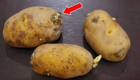 發芽馬鈴薯處理