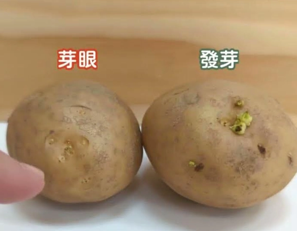 馬鈴薯發芽可以吃嗎 馬鈴薯發芽可以吃嗎