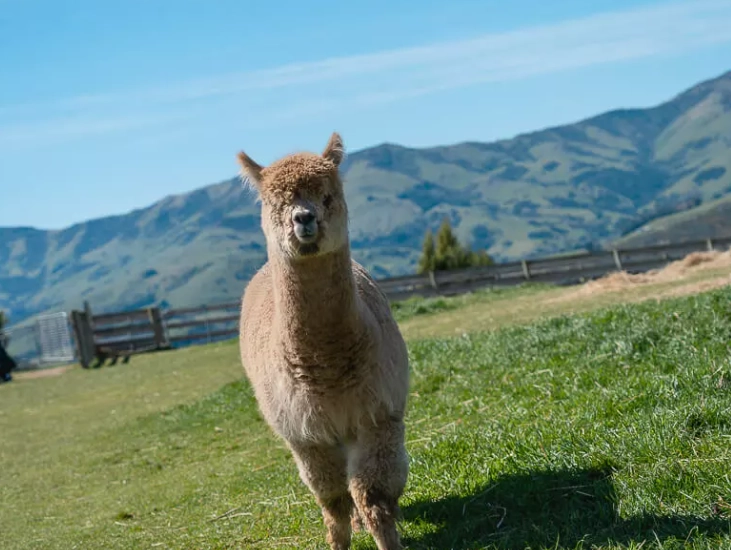 新西兰南岛旅游
