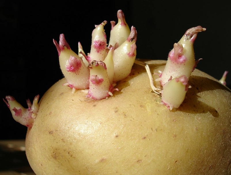 馬鈴薯發芽可以吃嗎 馬鈴薯發芽可以吃嗎