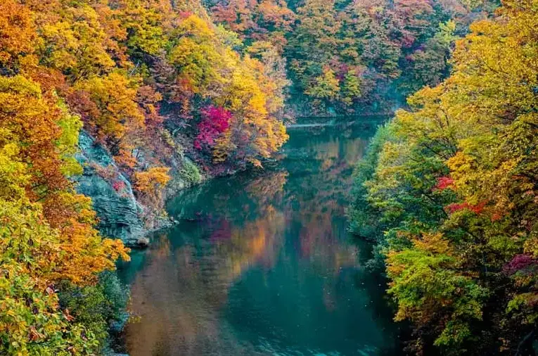 北海道賞楓時間