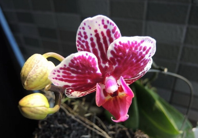 蝴蝶蘭養護技巧