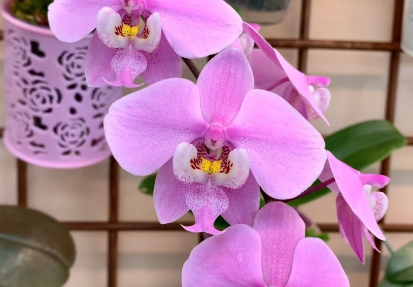 蝴蝶蘭常見問題