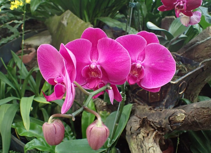 蝴蝶蘭養護技巧