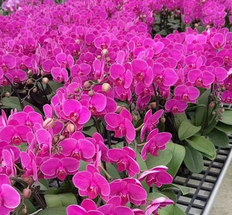 蝴蝶蘭常見問題