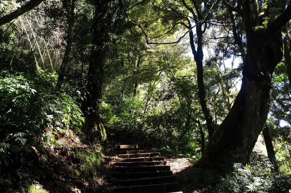 多林車站大凍山登山全攻略：交通、路線、景點一次掌握