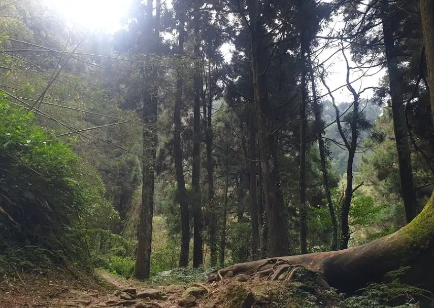 大凍山 登山步道