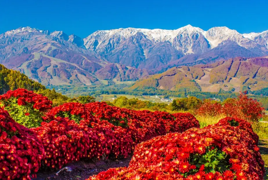 白馬村紅葉 時間