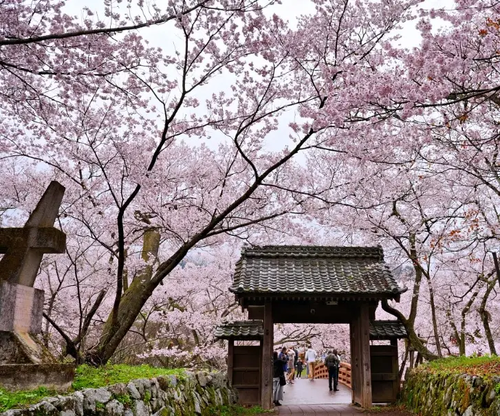 長野 櫻花 行程