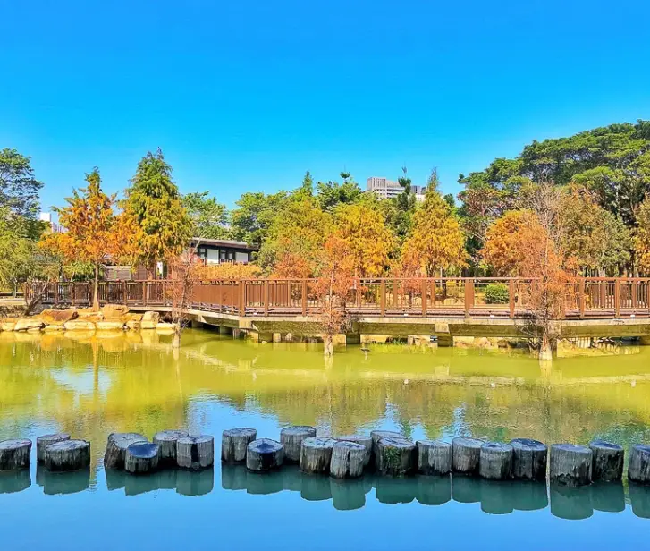 高雄落羽松季節