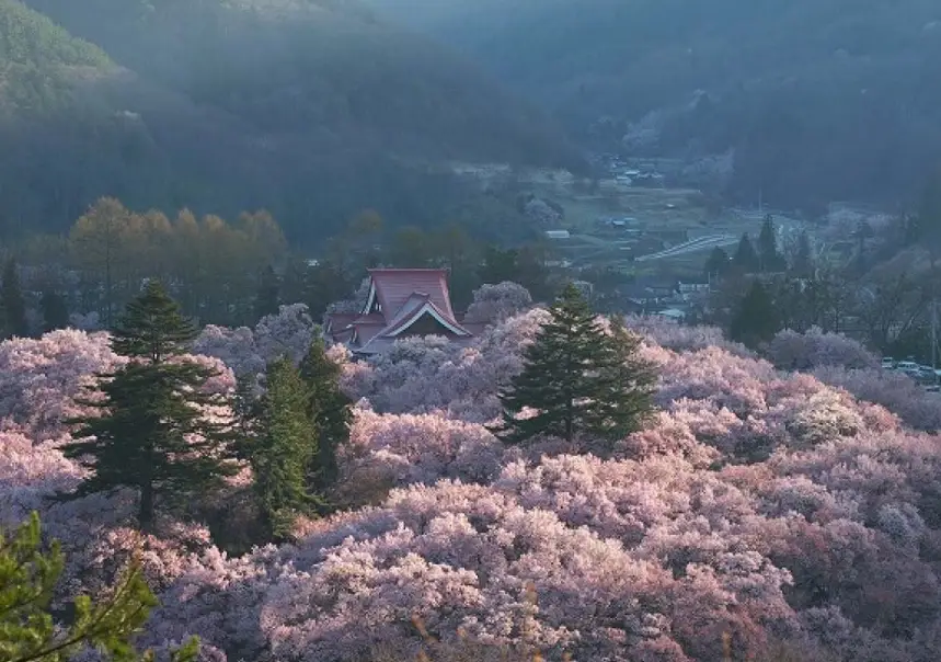 長野櫻花景點 長野櫻花景點