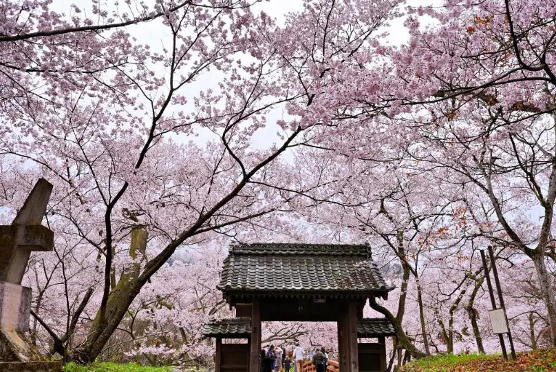長野櫻花 開花預測 長野櫻花 開花預測