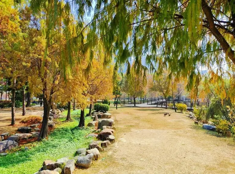 高雄落羽松季節