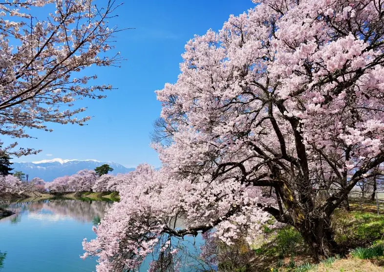 長野櫻花景點 長野櫻花景點