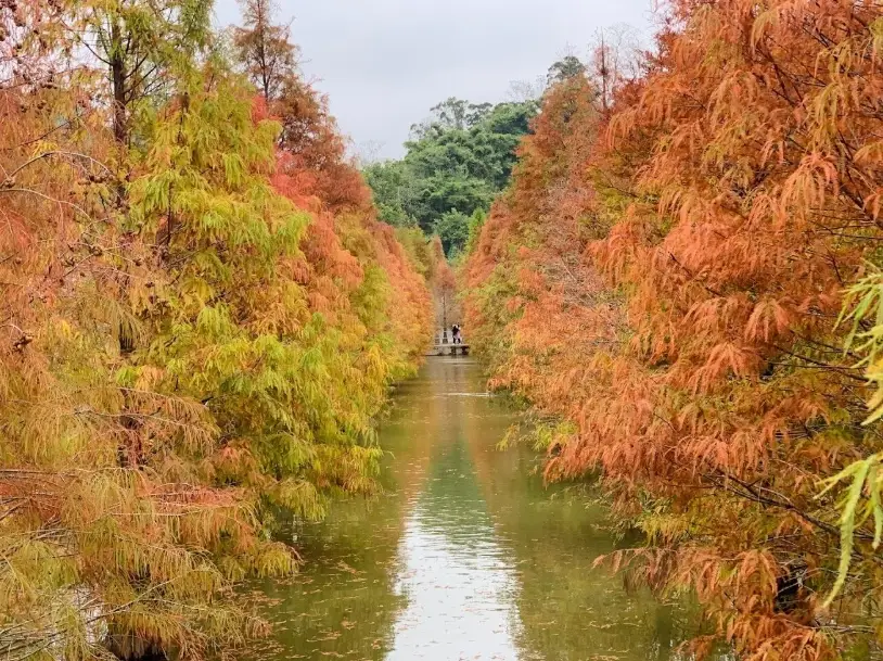 高雄落羽松秘境