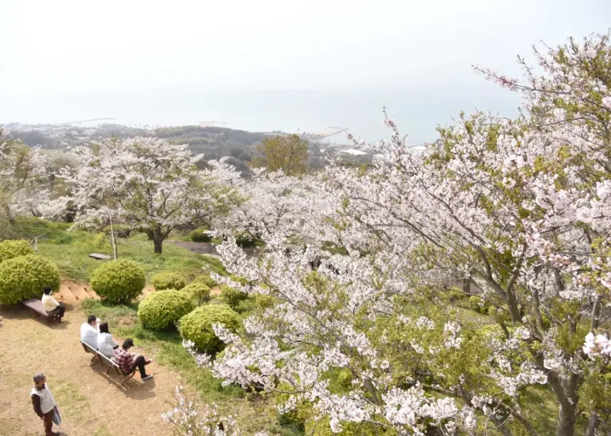 長野 櫻花 行程